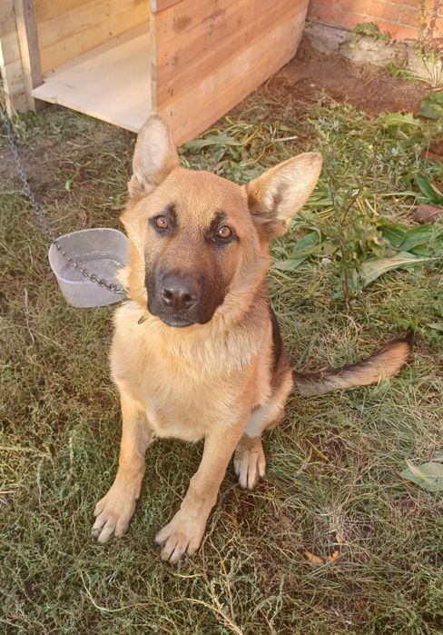 Продам немецкую овчарку