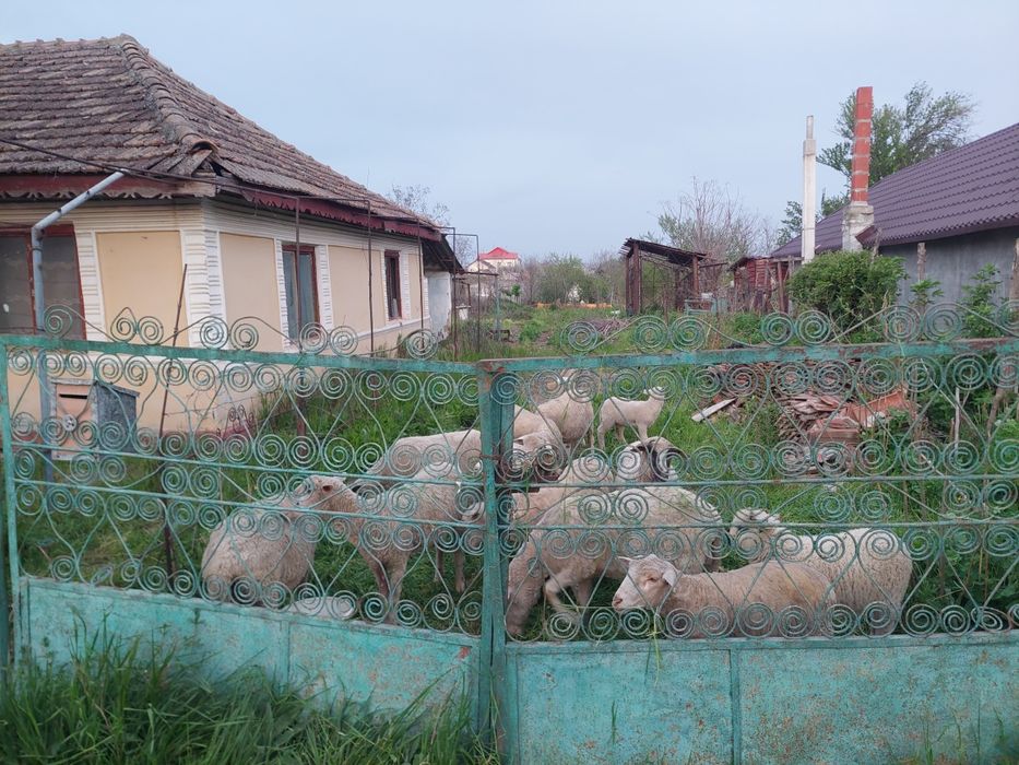 Oi tinere și cârlani de pastrama