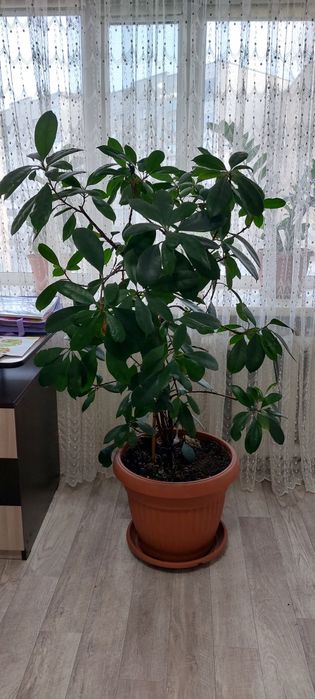Фикус   продам      .