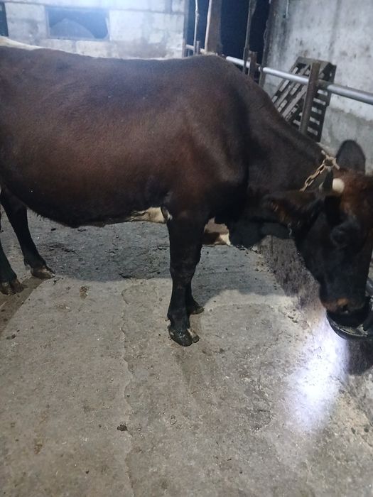 Vând vaca de ,6 ani