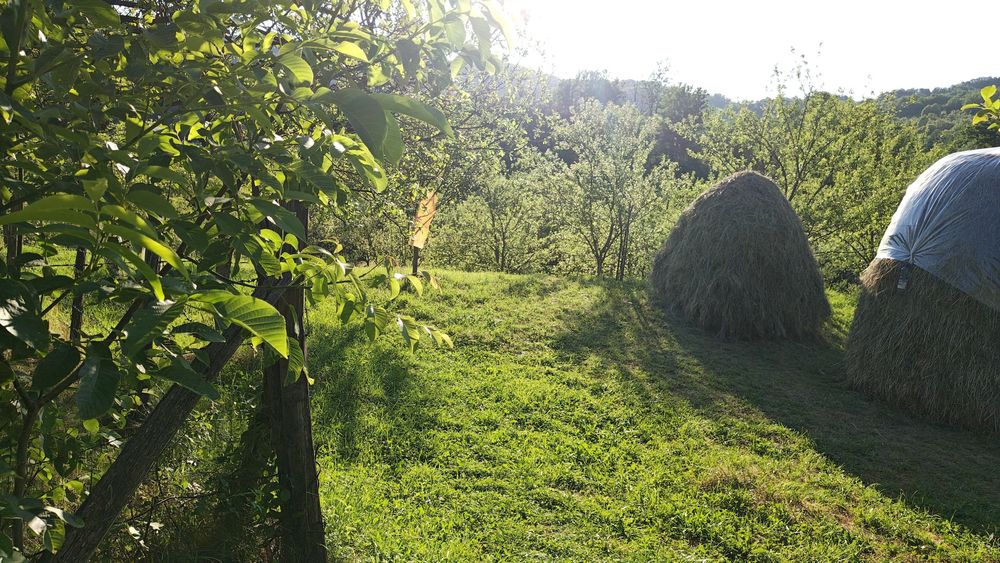 Fan de vanzare Jugur