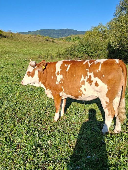 Vând junincă gestantâ