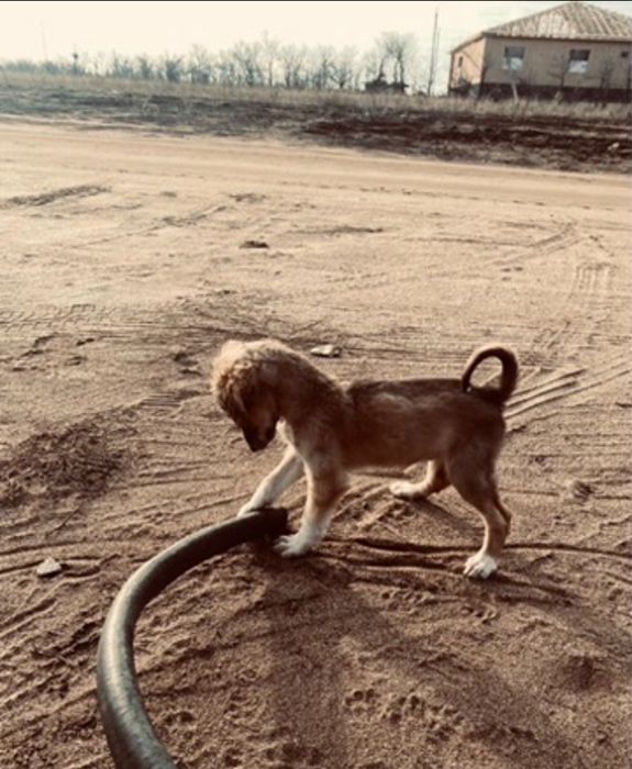 Тазы күшік сатылады