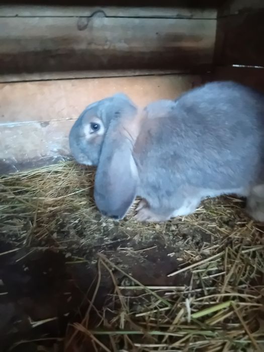 Vind iepuri berbec german