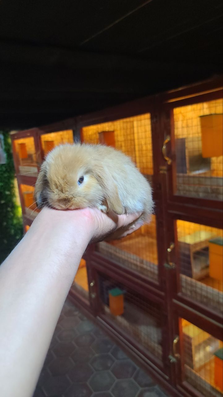Kata bopketmidigon karlik quyonlar
