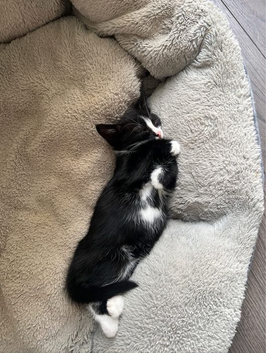 Женско котенце търси дом