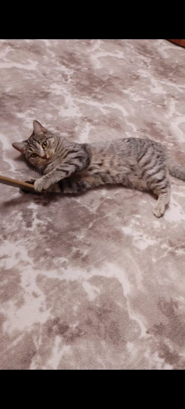 Котята !!! Отдам доброму человеку, любящему животных.
