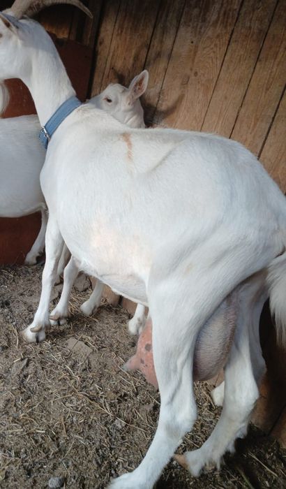 Capră Sannen 3-4litri la zi a 3 fatare 1600lei