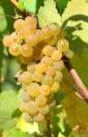 Struguri de vin 2025