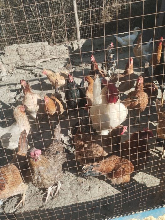 Damashni tovuq sotiladi