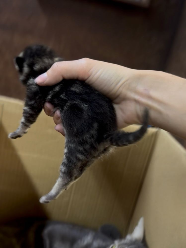 Отдам котенка , котят, кошку