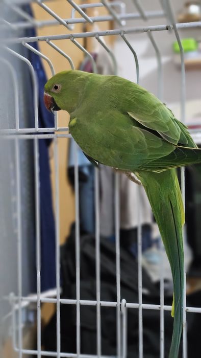 Papagal Micul Alexandru, impreuna cu colivie