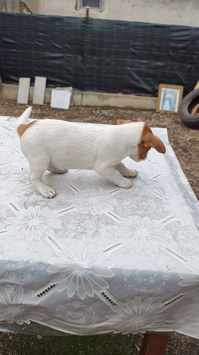 Vând cățeluși Jack Russell Terrier