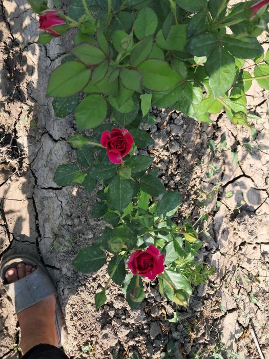 Atirgul kochatlar bor hamma sortidan bor 150 mingta