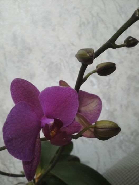 Домашние цветы.Орхидея.