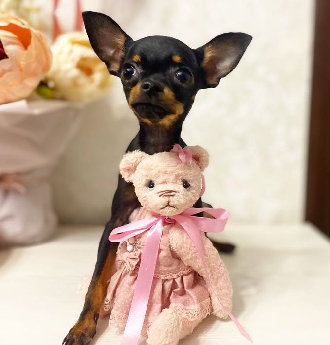 Щенок той терьерчика!