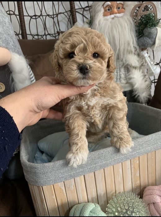 Пудел тийкъп /малтипу maltipoo / пудел той момиче