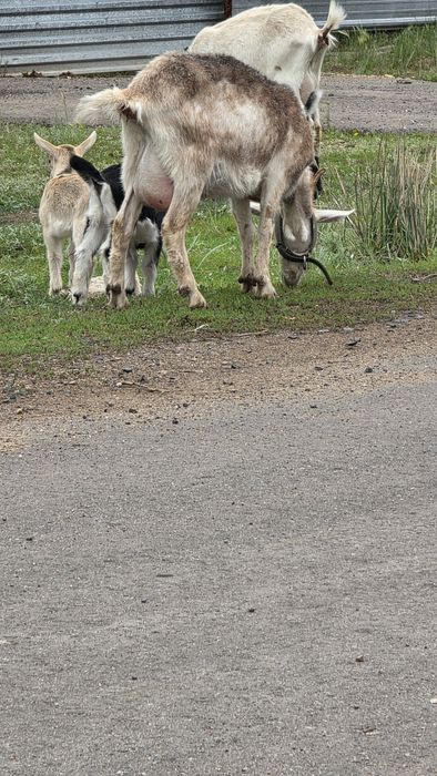Продам козу Зааненско-альпийская