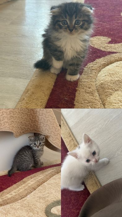 Шотландские малыши