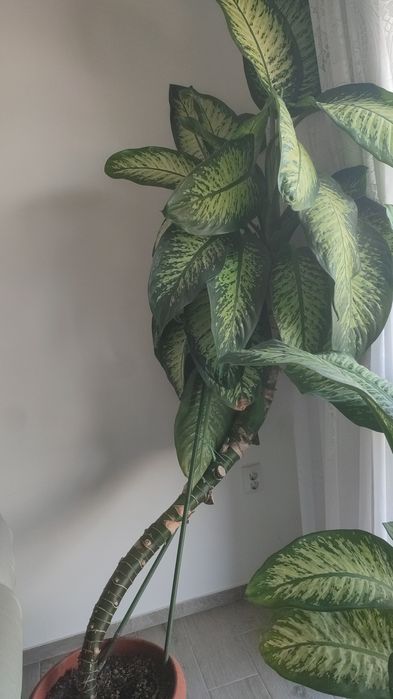Dieffenbachia seguine
Plante