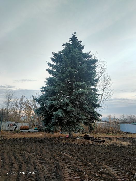 Голубая ель  высота +/- 10м