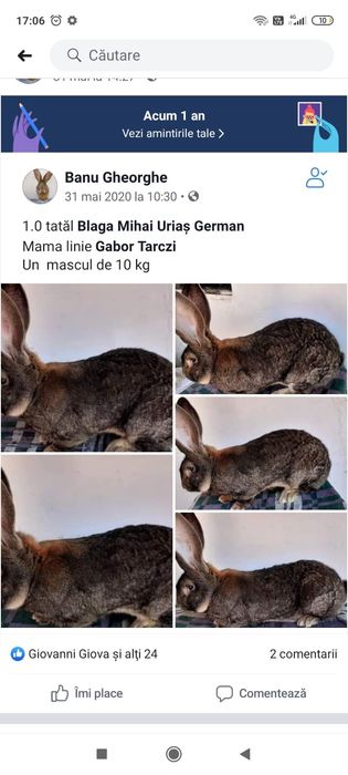 Uriaș german pui si adulți