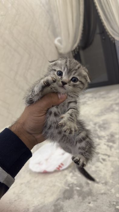 Продаем котят 3 фолд 2 страйт шотландцы