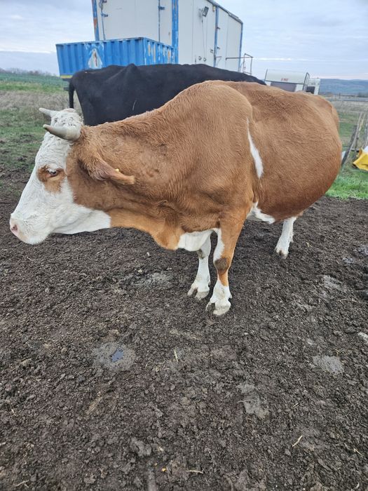 Vand vaca Baltata românească