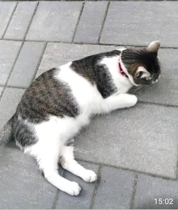 Animal de companie