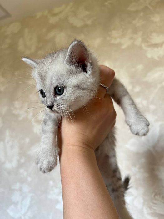 Катята Britaniakiy seribristiy shinshilla