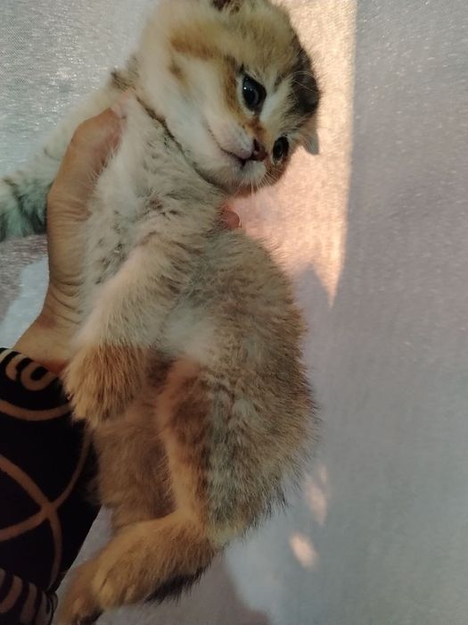 Zalatoy shinshila va Fold bolalari