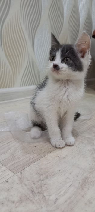 Котенок мальчик ласковый в добрые руки