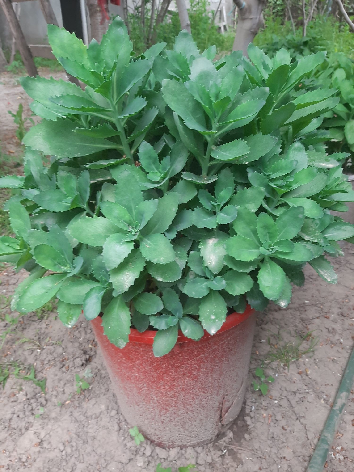 Sedum norocel  plantă ornamentală  și medicinală  la găleată de 20 l.