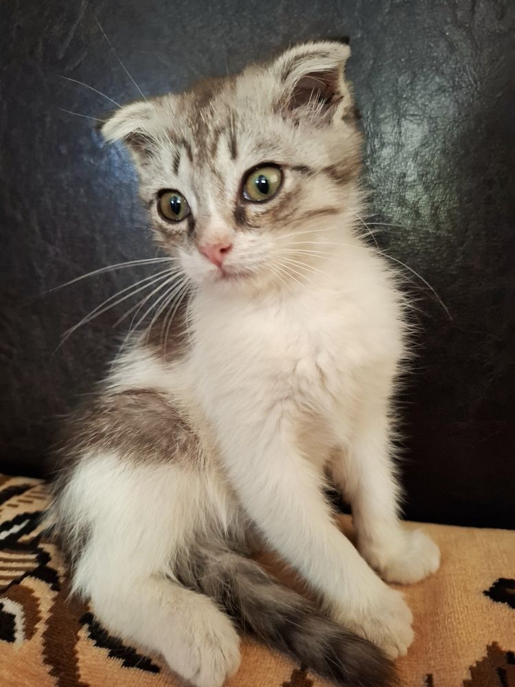 Котенок в добрые руки
