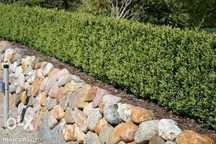 Producator Butasi plante ornamentale de gradina, Buxus, Tuya, Gard viu
