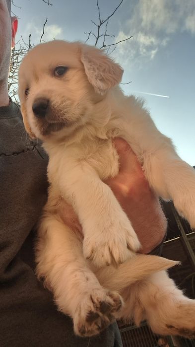 Golden retriever rasa pura