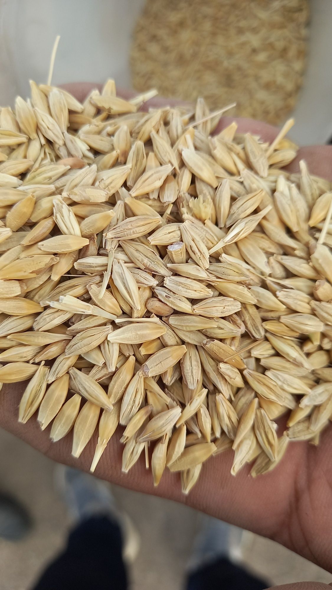 Зерно пшеница ячмень отруби рожь овес кукуруза