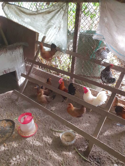 Cocoși și găinuțe de munte