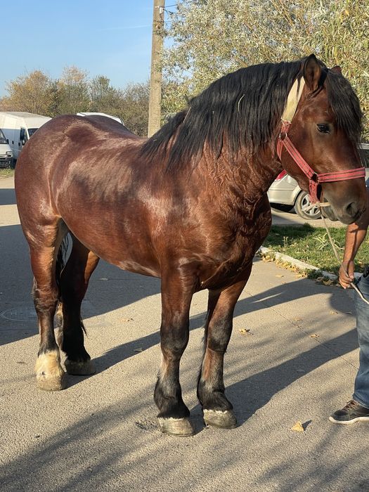 Vand armasar de 4ani