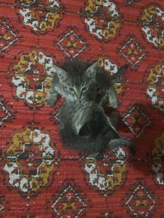 Tekinga mushuk 1 oylik sut dan chikgan