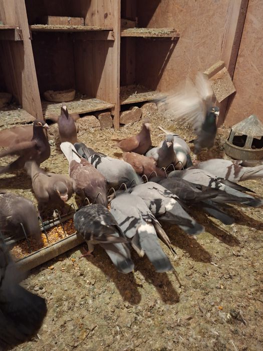 Vand 10 perechi de porumbei posta de ornament