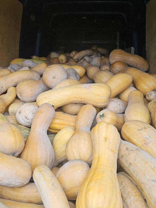 Тиква мускатна виола (цигулка)