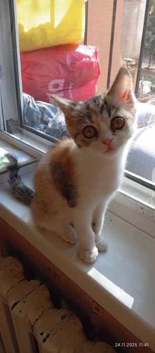 Катенок девочка 3 мес.