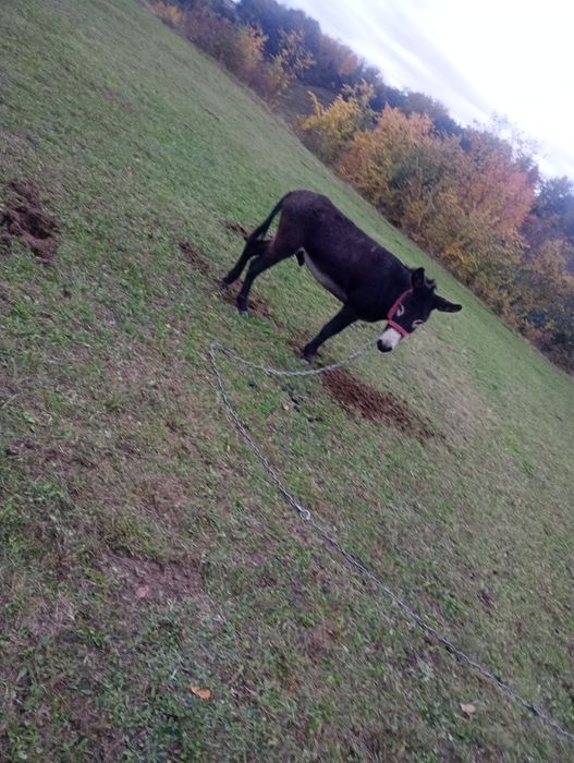 Vind perche de măgari