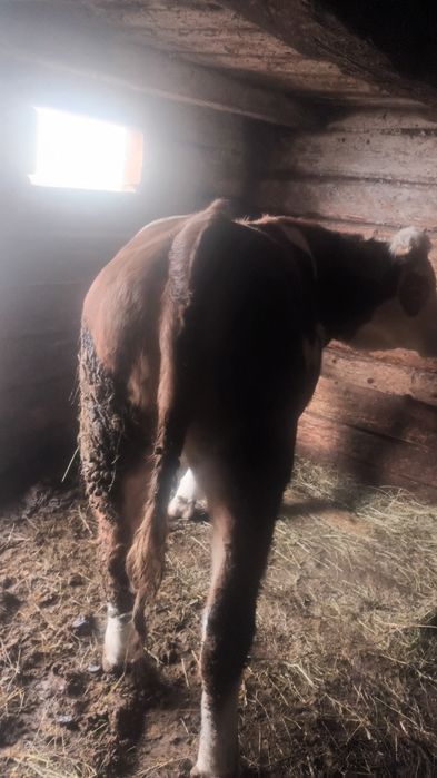 Vitea de  un an jumate