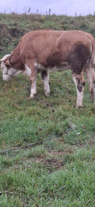 Vând junica baltata gestanta inn3 luni 1 ,7 luni