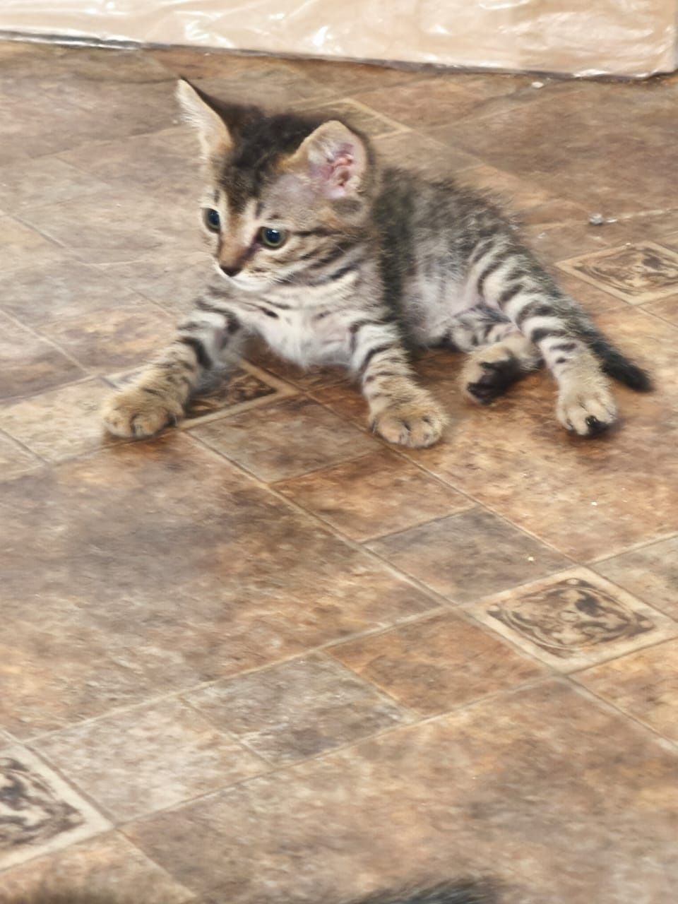 Котята бесплатно