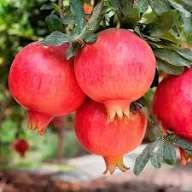 Pomi Exotici (Rodiu )