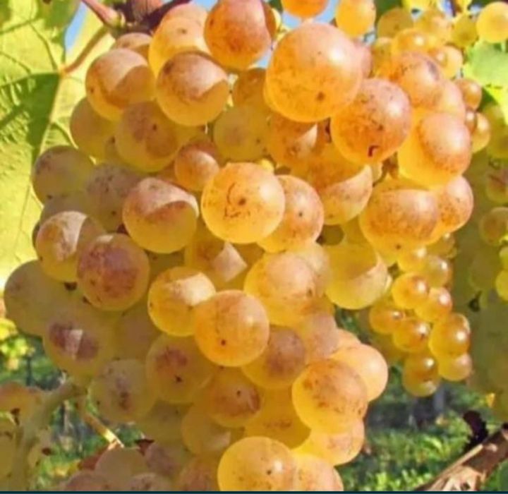 Vand struguri de vin din producție proprie