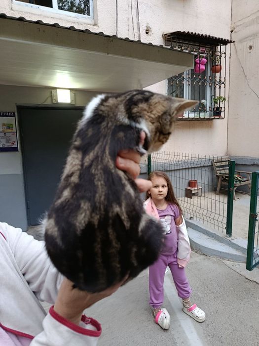 Отдам в добрые руки